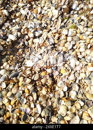 Seashells on the beach. Beach shell summer background. Stock Photo