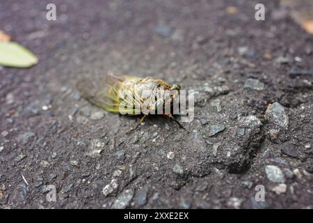 Close-up view of yellow winged cicada resting on coarse asphalt pavement. Stock Photo
