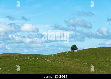 A solitary tree stands on a grassy hill under a bright blue sky with scattered clouds during a sunny afternoon. Auvergne. France Stock Photo