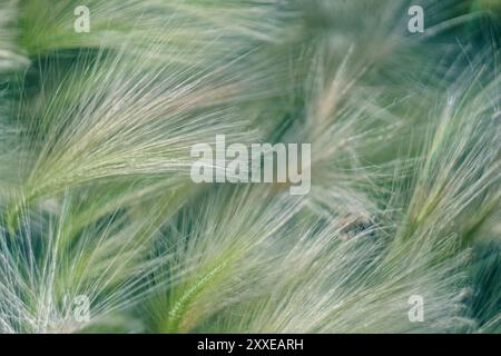 Colorful background with ears of grass. High quality photo Stock Photo