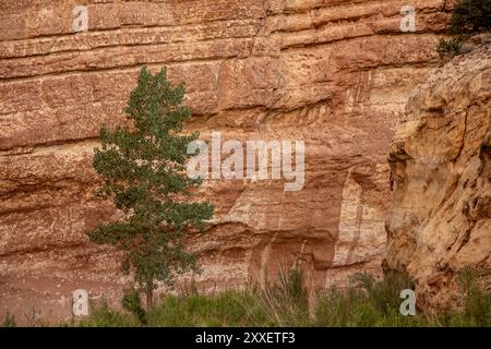 Single Tree Grows Against Orange Splattered Rock Wall in Canyon Reef National Park Stock Photo