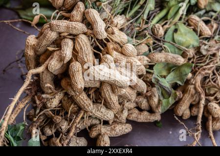 Closeup of freshly harvested groundnuts or peanuts from a farm Stock Photo