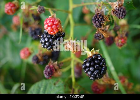 Ripe, unripe and dried out blackberries on a shrub Stock Photo