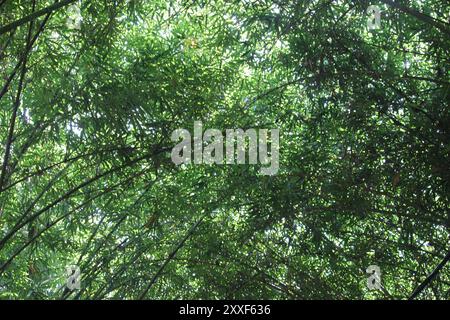 bamboo forest leaves seen from below Stock Photo