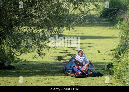 Srinagar, India. 24th Aug, 2024. A Kashmiri woman rows her boat on the world famous Dal lake during a hot day in Srinagar. (Photo by Faisal Bashir/SOPA Images/Sipa USA) Credit: Sipa USA/Alamy Live News Stock Photo