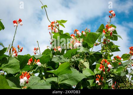 Runner bean plant in flower against the blue sky Stock Photo