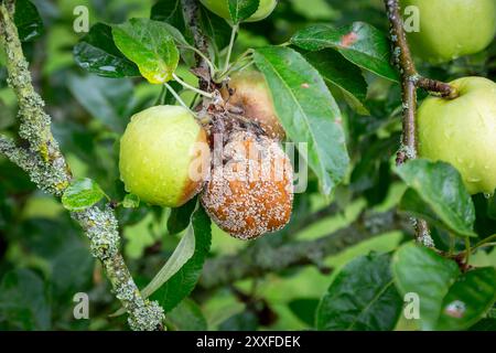 Close up of apples growing in a small organic orchard with brown rot attacking, UK. 2024 Stock Photo