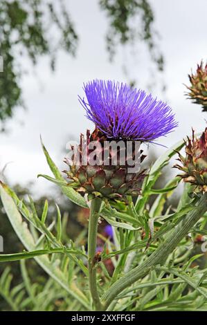 Cardoon Cynara cardunculus Stock Photo