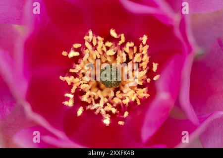 A deep pink Prickly pear cactus blooming in a backyard garden in Winkler, Manitoba, Canada. Stock Photo