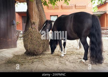 Two American dwarf horses are eating hay in a confined space behind a fence. Horses with space to copy. High quality photo Stock Photo