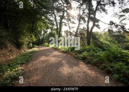 Sunrise through pine trees on Langdon Hill. Dorset, UK. Stock Photo