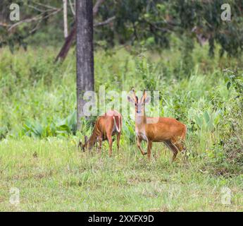 Barking deer also called fea's muntjac taken in native environment. Kao Yai National Park ,Thailand Stock Photo