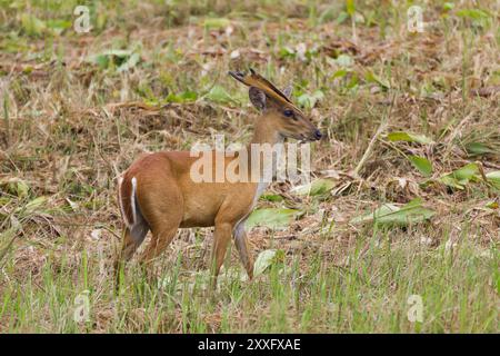 Barking deer also called fea's muntjac taken in native environment. Kao Yai National Park ,Thailand Stock Photo