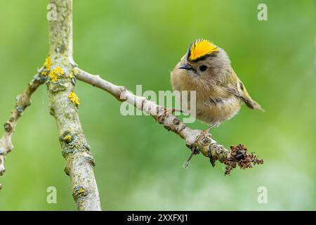 A goldcrest (Regulus regulus) is perched on a branch in this close-up shot. The background is beautifully blurred, highlighting the bird's delicate fe Stock Photo