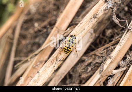 Perched Batman Hoverfly (Myathropa florea) at Rye Meads, Herts Stock Photo