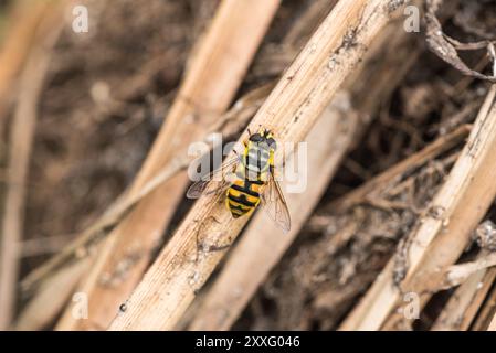 Perched Batman Hoverfly (Myathropa florea) at Rye Meads, Herts Stock Photo