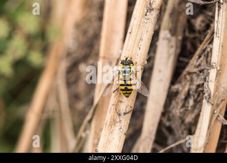 Perched Batman Hoverfly (Myathropa florea) at Rye Meads, Herts Stock Photo