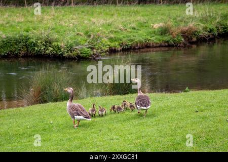 Graylag geese or greylag geese Anser anser with young Goslings on the banks of the river Wye in the Derbyshire town of Bakewell Stock Photo