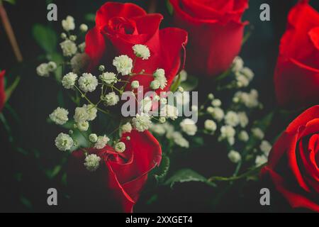 Vibrant Red Roses with Delicate White Baby's Breath Flowers Stock Photo