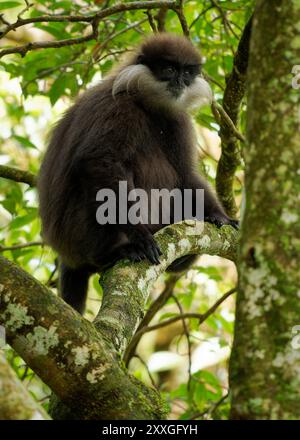 Purple-faced langur Semnopithecus vetulus also purple-faced leaf monkey, Old World monkey that endemic to Sri Lanka, long-tailed arboreal monkey, eati Stock Photo