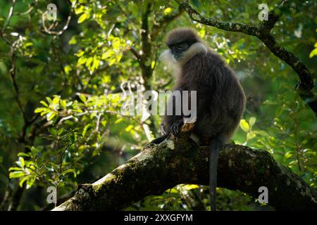 Purple-faced langur Semnopithecus vetulus also purple-faced leaf monkey, Old World monkey that endemic to Sri Lanka, long-tailed arboreal monkey, eati Stock Photo