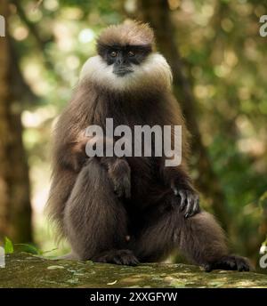 Purple-faced langur Semnopithecus vetulus also purple-faced leaf monkey, Old World monkey that endemic to Sri Lanka, long-tailed arboreal monkey, eati Stock Photo