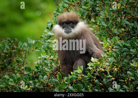 Purple-faced langur Semnopithecus vetulus also purple-faced leaf monkey, Old World monkey that endemic to Sri Lanka, long-tailed arboreal monkey, eati Stock Photo