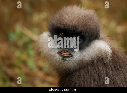 Purple-faced langur Semnopithecus vetulus also purple-faced leaf monkey, Old World monkey that endemic to Sri Lanka, long-tailed arboreal monkey, eati Stock Photo