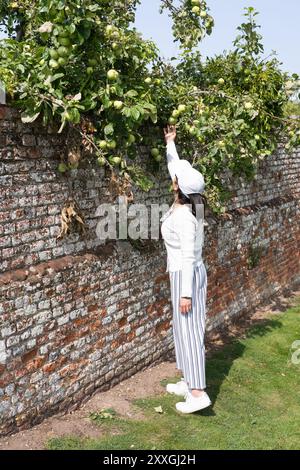 A woman picking apples from an apple tree in Basingstoke, England. Apples are often left unpicked and left to go to waste in the UK. Concept: foraging Stock Photo
