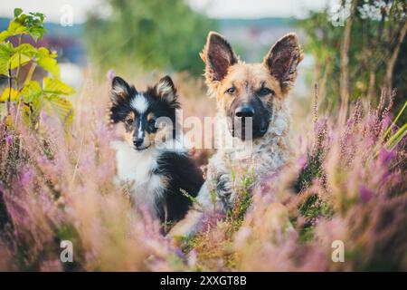 Two puppies (Sheltie and Old German Sheepdog/ Kuhhund) Stock Photo