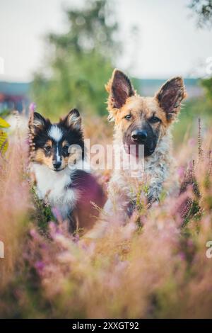 Two puppies (Sheltie and Old German Sheepdog/ Kuhhund) Stock Photo