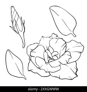 Vector set of flowers. Hand drawn Floral simple contour Sketch with buds and leaves. Vintage engraving blooming plants. Linear illustration drawing on Stock Vector