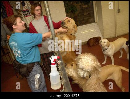 All kinds of dogs gettig spa treatment at the Dog Spa & Hotel on 18th street.  / Frankfurter Algemeine Stock Photo