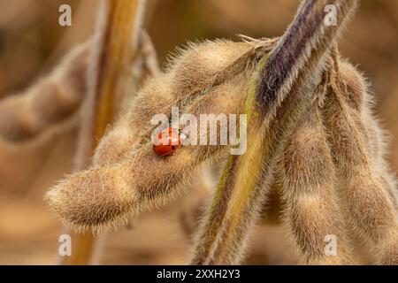 Seven-spotted lady beetle on soybean plant. Agriculture beneficial insects, pest control and crop damage concept. Stock Photo