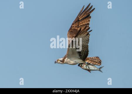 An Osprey in flight with a shad in it's talons. Stock Photo