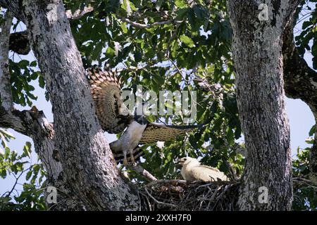 Female Harpy eagle, Harpia harpyja, in flight over the nest occupied by her 4 month old chick, Alta Floresta, Amazon, Brazil, South America Stock Photo