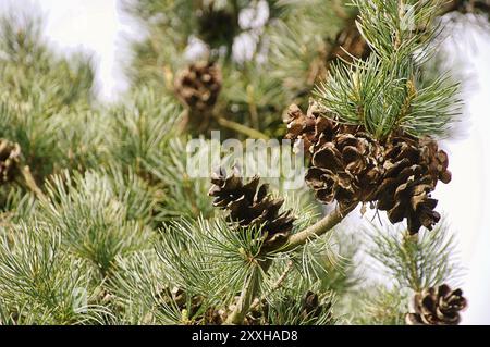 White pine, Japanese white pine 01 Stock Photo