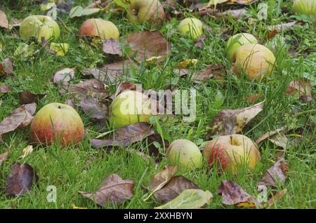 Windfall fruit, windfall 03 Stock Photo