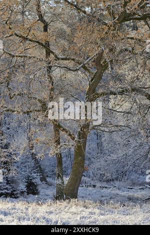 Winter landscape, hoarfrost on oak trees (Quercus) with autumn leaves, Arnsberg Forest nature park Park, North Rhine-Westphalia, Germany, Europe Stock Photo