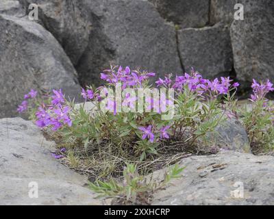 Chamaenerion latifolium in Iceland Stock Photo