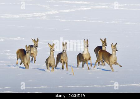 Many Roe deer run over a meadow in winter. Roe deer on the run in winter Stock Photo