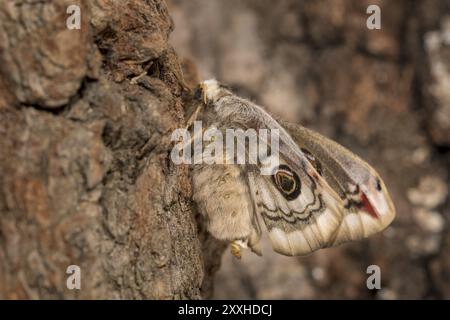 Small emperor moth, female, Saturnia pavonia, small emperor moth, female Stock Photo