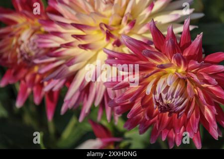 Three dahlia flowers in different colours from red to yellow to white, blooming in the garden, legden, Muensterland, Germany, Europe Stock Photo