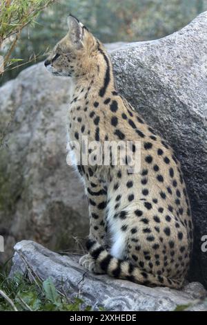 Serval Stock Photo