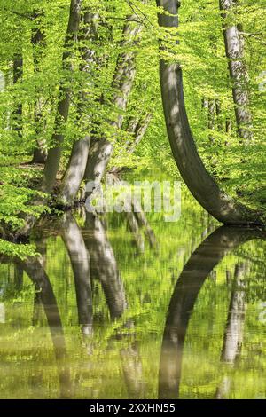 Beech trees with water in spring forest Stock Photo