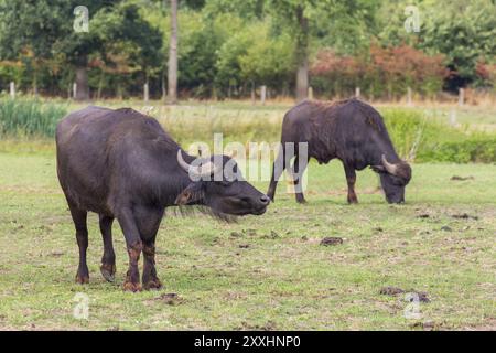 Two black water buffaloes grazing in european pasture Stock Photo