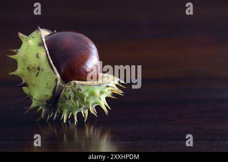 Single chestnut with broken shells on a dark brown table of wood Stock Photo