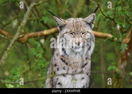 Eurasian lynx in the rain in the forest Stock Photo