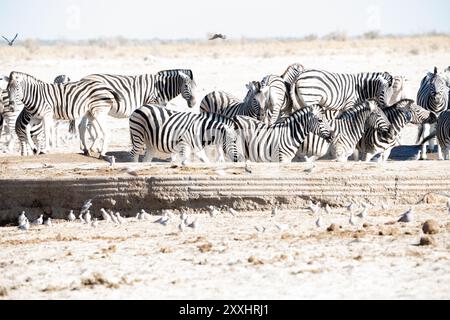 Desert-adapted zebras at a watering hole in Namibia, Africa Stock Photo