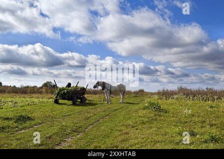 Horse with cart on field under blue sky Stock Photo